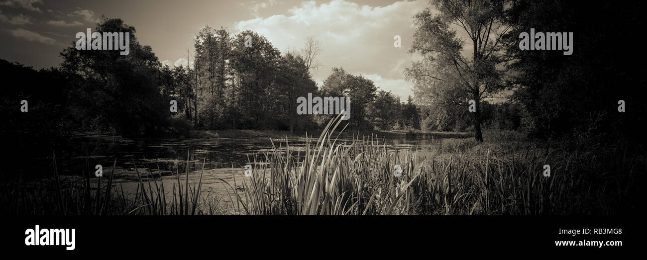 Forest Lake Reeds Forest And Clouds Web Banner Summer Season In
