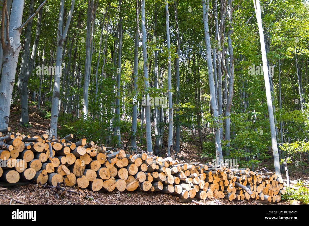 Beech Forest. Pile of wood logs on the edge of the forest. Stock Photo