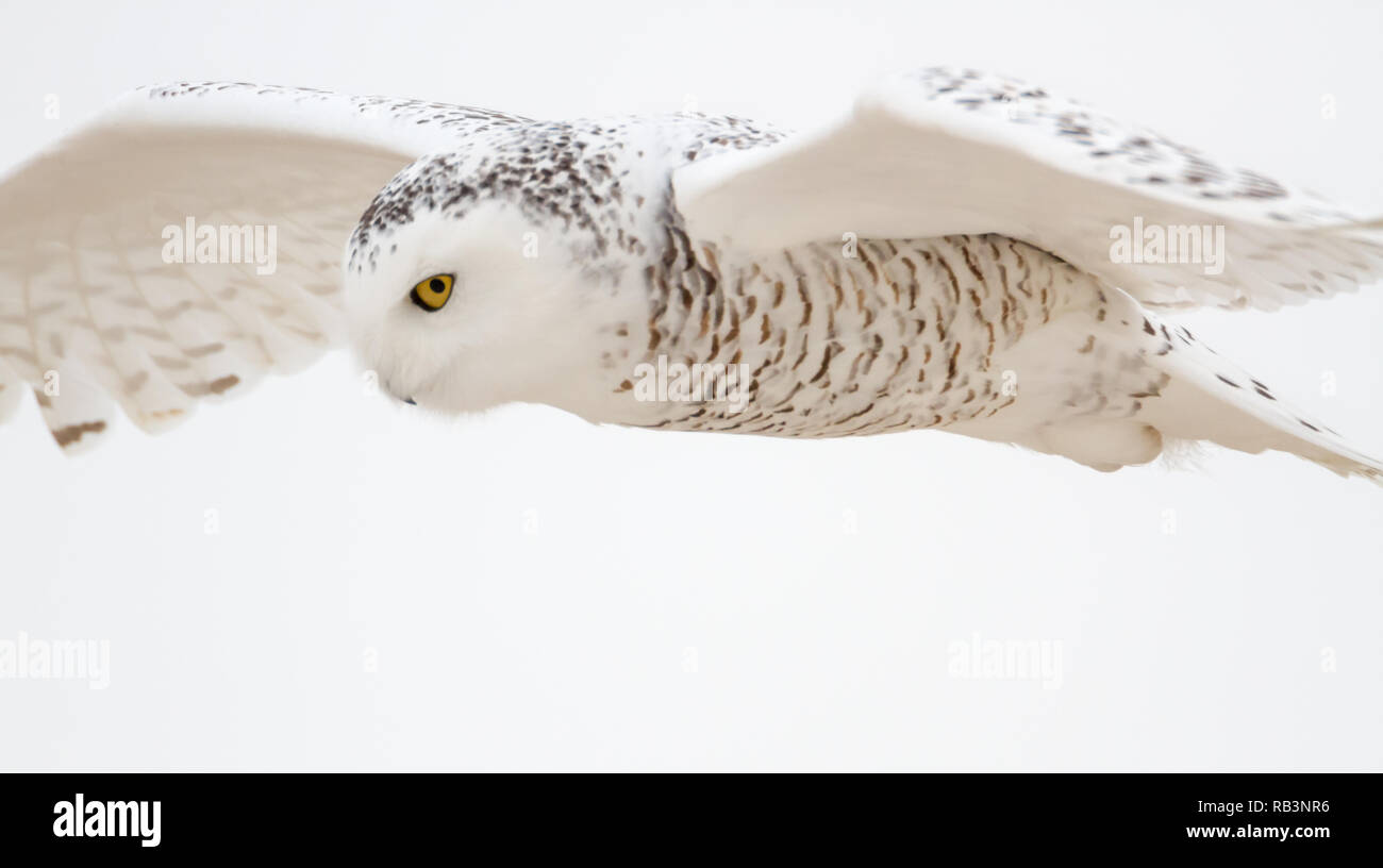 Side view of beautiful snowy owl, wings spread out, yellow eye focused, white sky, flying across Alberta, Canada terrain as it hunts in winter. Stock Photo