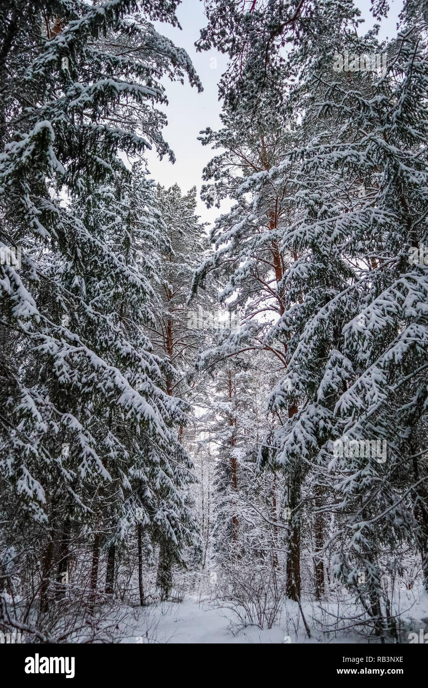 Ice trees pines hi-res stock photography and images - Alamy