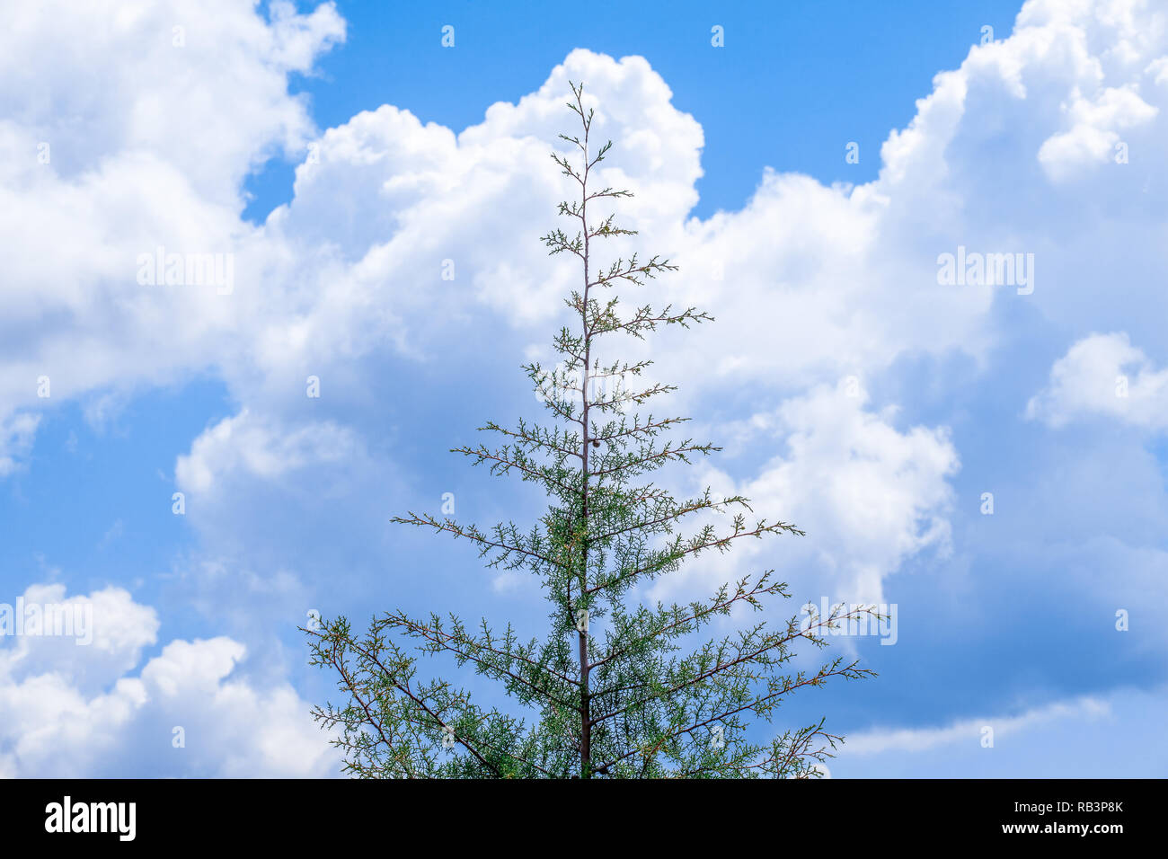 Lonely pine tree under the blue sky detail Stock Photo