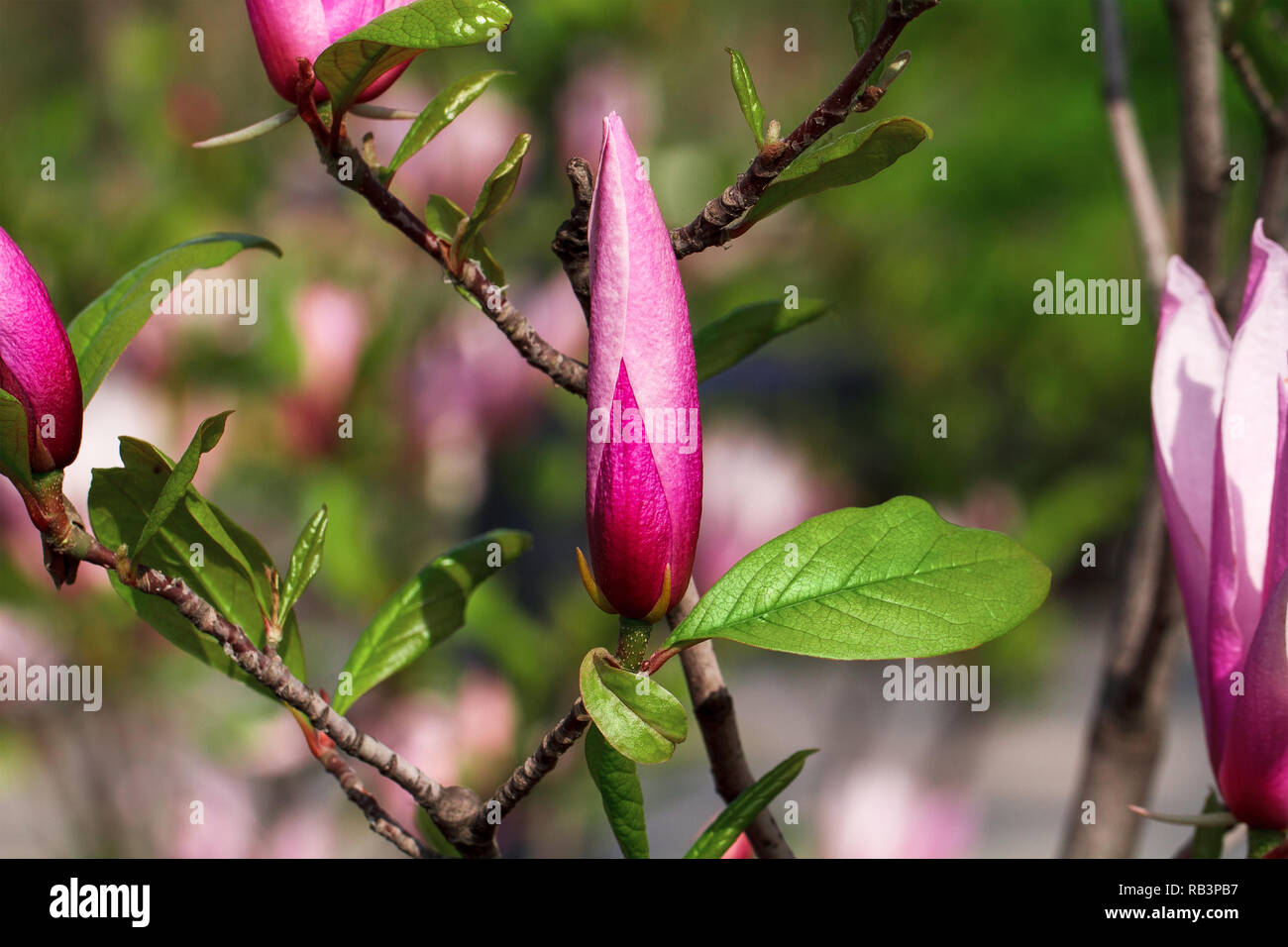 spring time, magnolia grows Stock Photo