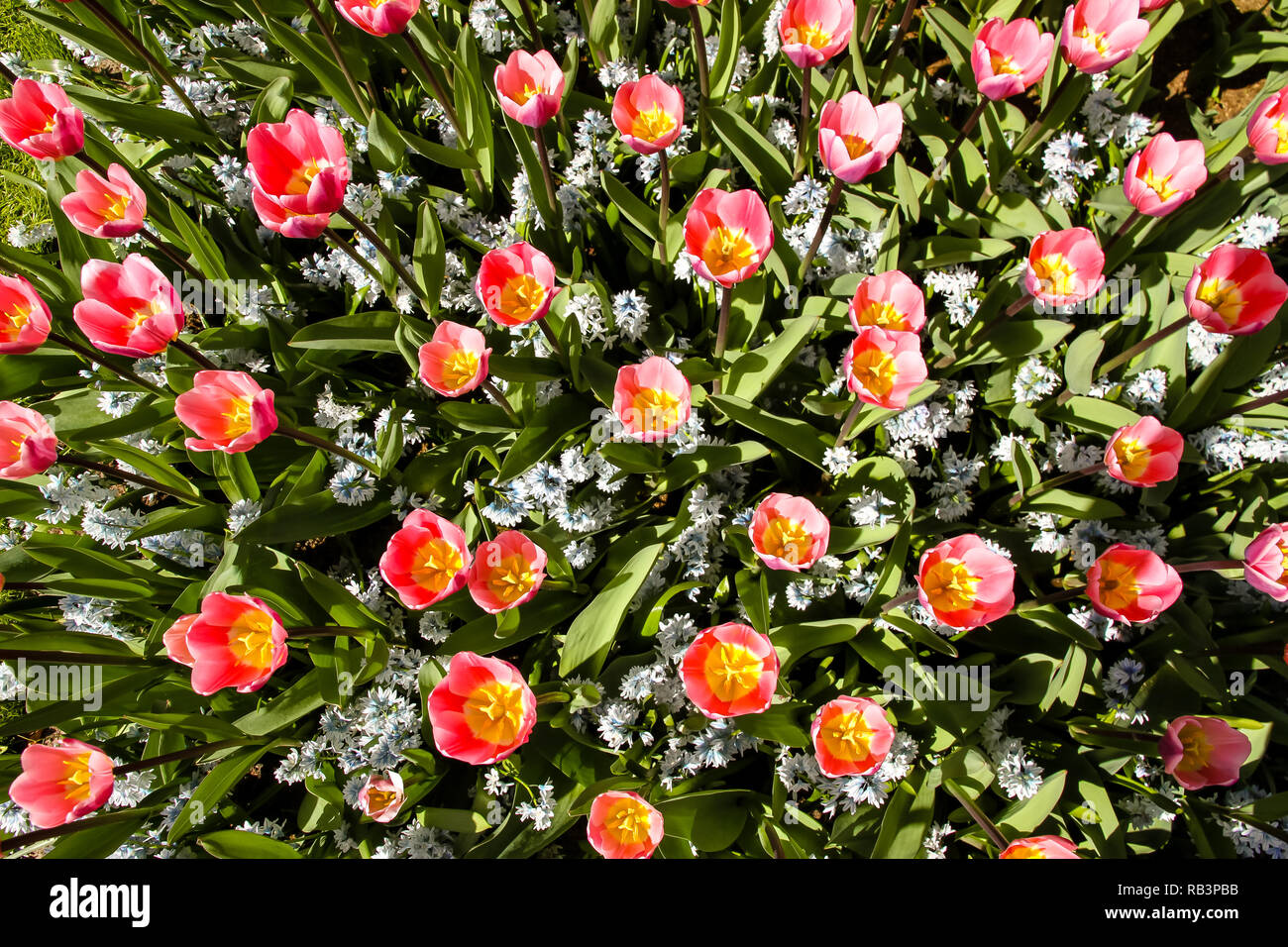 Pink and yellow spring tulips in Amsterdam beginning to flourish seen ...