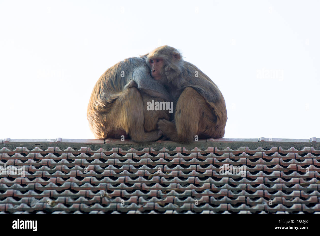 Wildlife background with monkeys and baby monkey on roof top. image for animal mammal nature wild pet travel love zoo concept Stock Photo