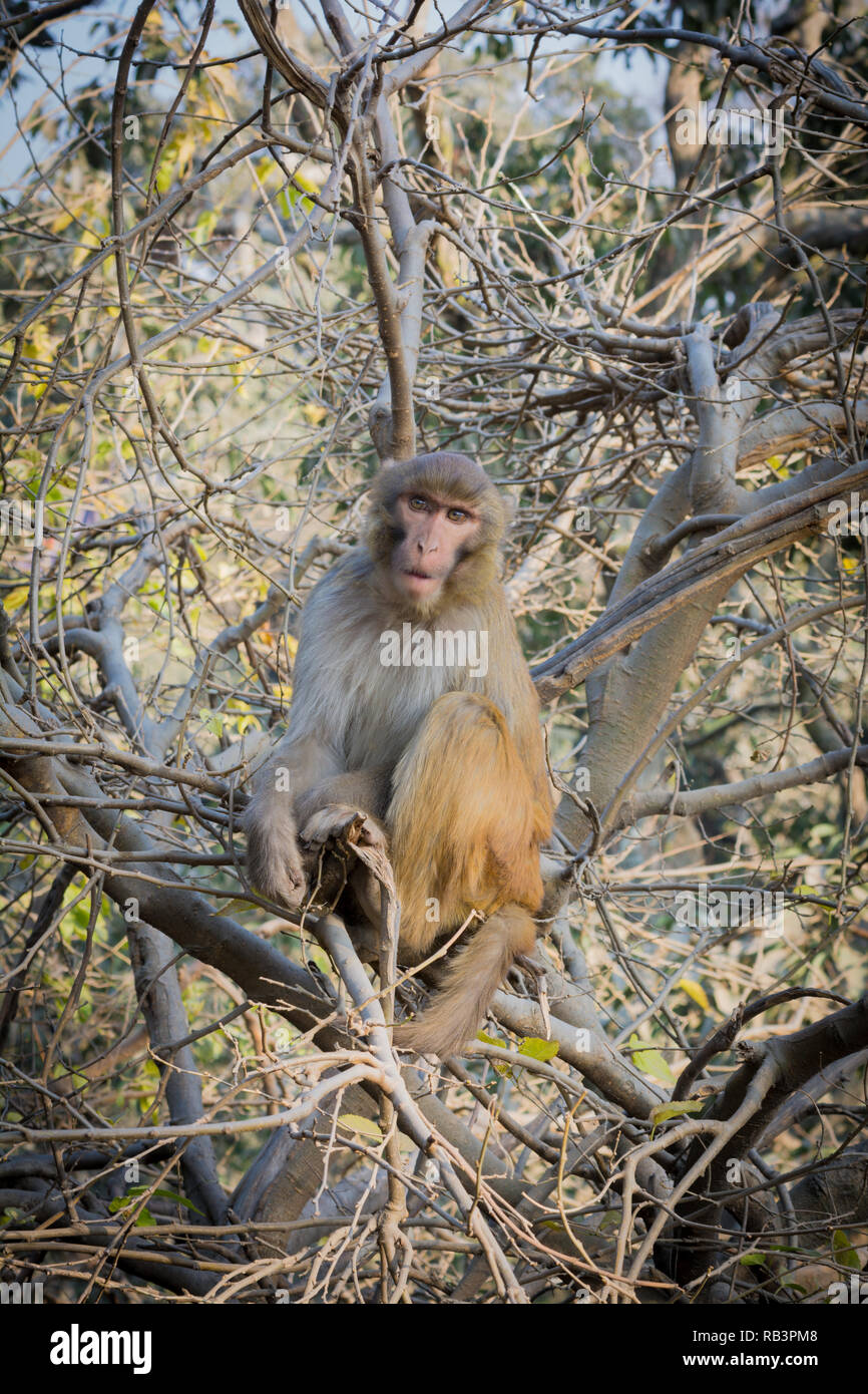 monkey on tree on summer day nature green background / beautiful monkey looking for food on the tree in the national park - common asia monkey brown f Stock Photo