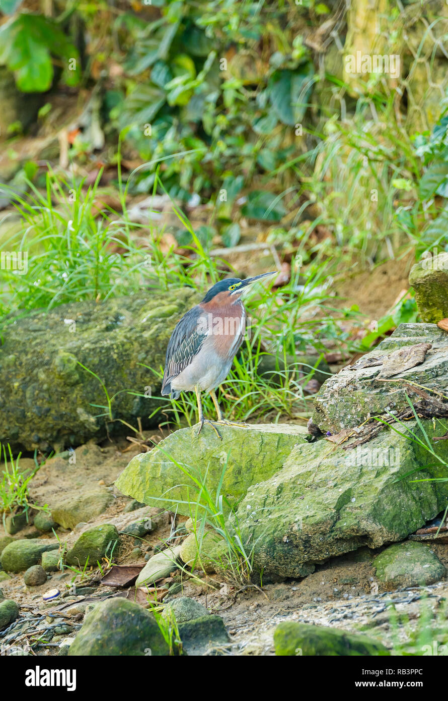 Heron (Butorides virescens) Green backed heron facing right, poised for fishing in fresh water creek in the small fishing village of Castara, Tobago Stock Photo