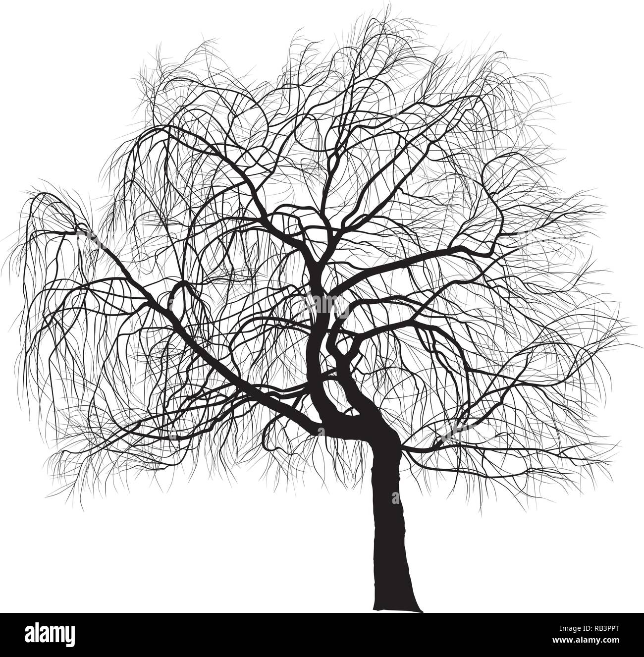 Weeping Willow Tree Stock Vector Image Art Alamy