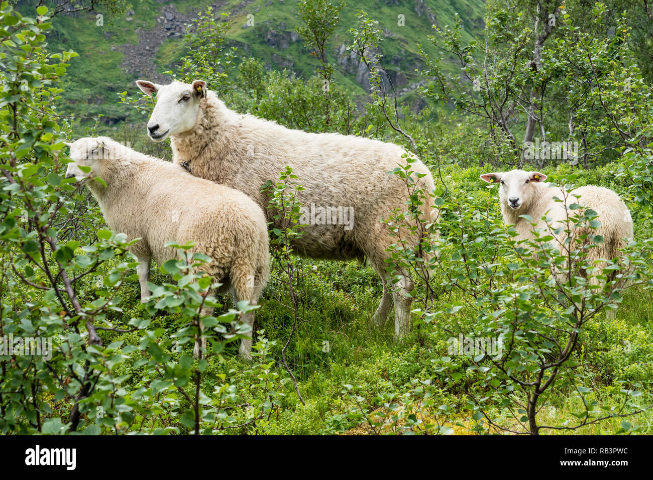 Sheeps in mountain range above strait Raftsund, Norway. Stock Photo