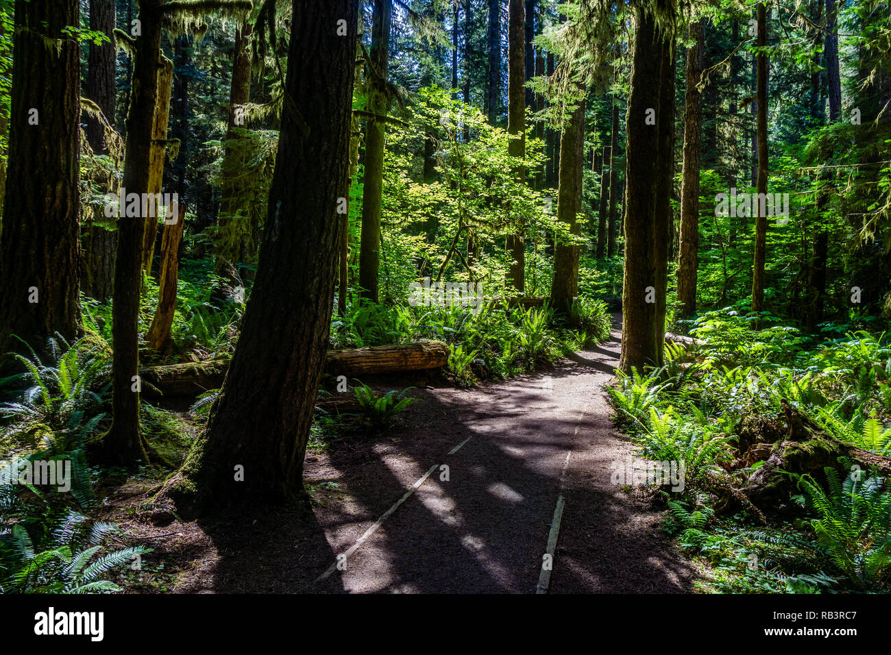 Olympic National Forest hiking trail near Lake Crescent, Olympic National Park, Washington state, USA. Stock Photo
