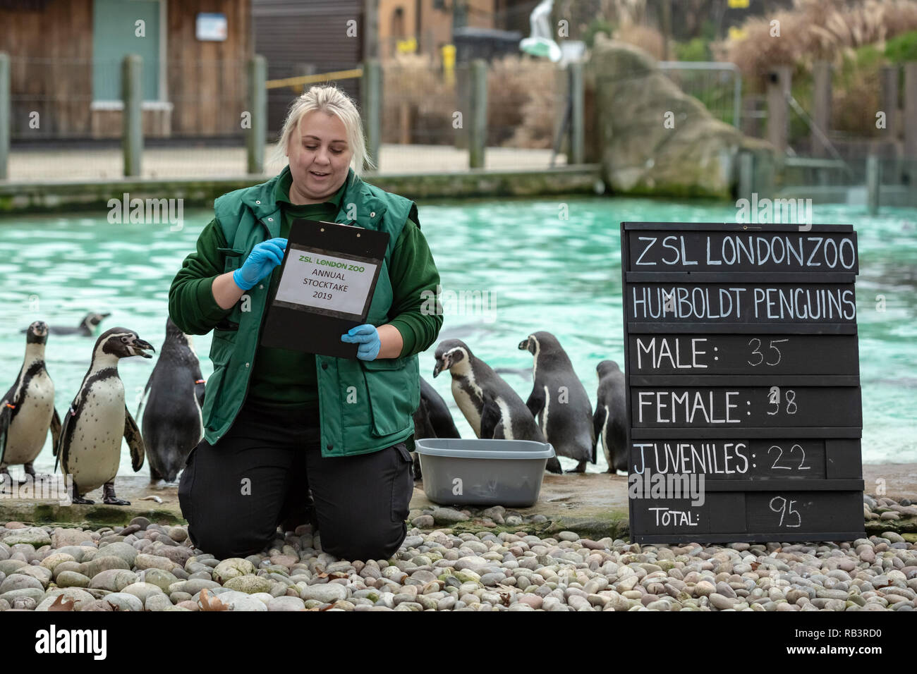 Annual Animal Stocktake at ZSL London Zoo begins. It takes almost a week to complete as more than 700 different species are counted. Stock Photo