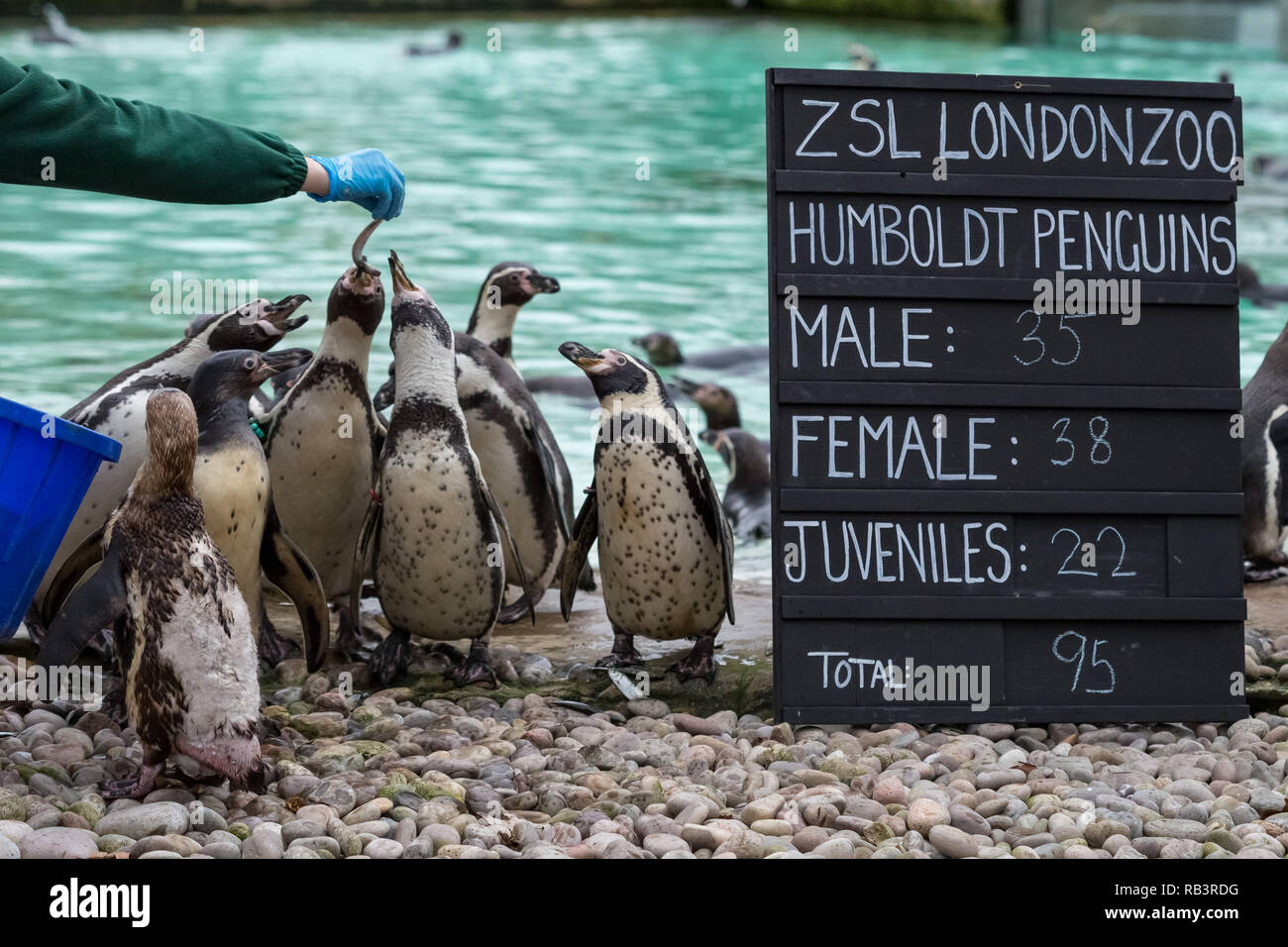 Annual Animal Stocktake at ZSL London Zoo begins. It takes almost a week to complete as more than 700 different species are counted. Stock Photo