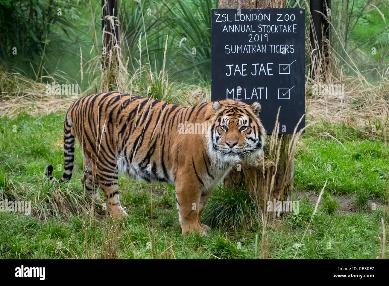 Annual Animal Stocktake at ZSL London Zoo begins. It takes almost a week to complete as more than 700 different species are counted. Stock Photo