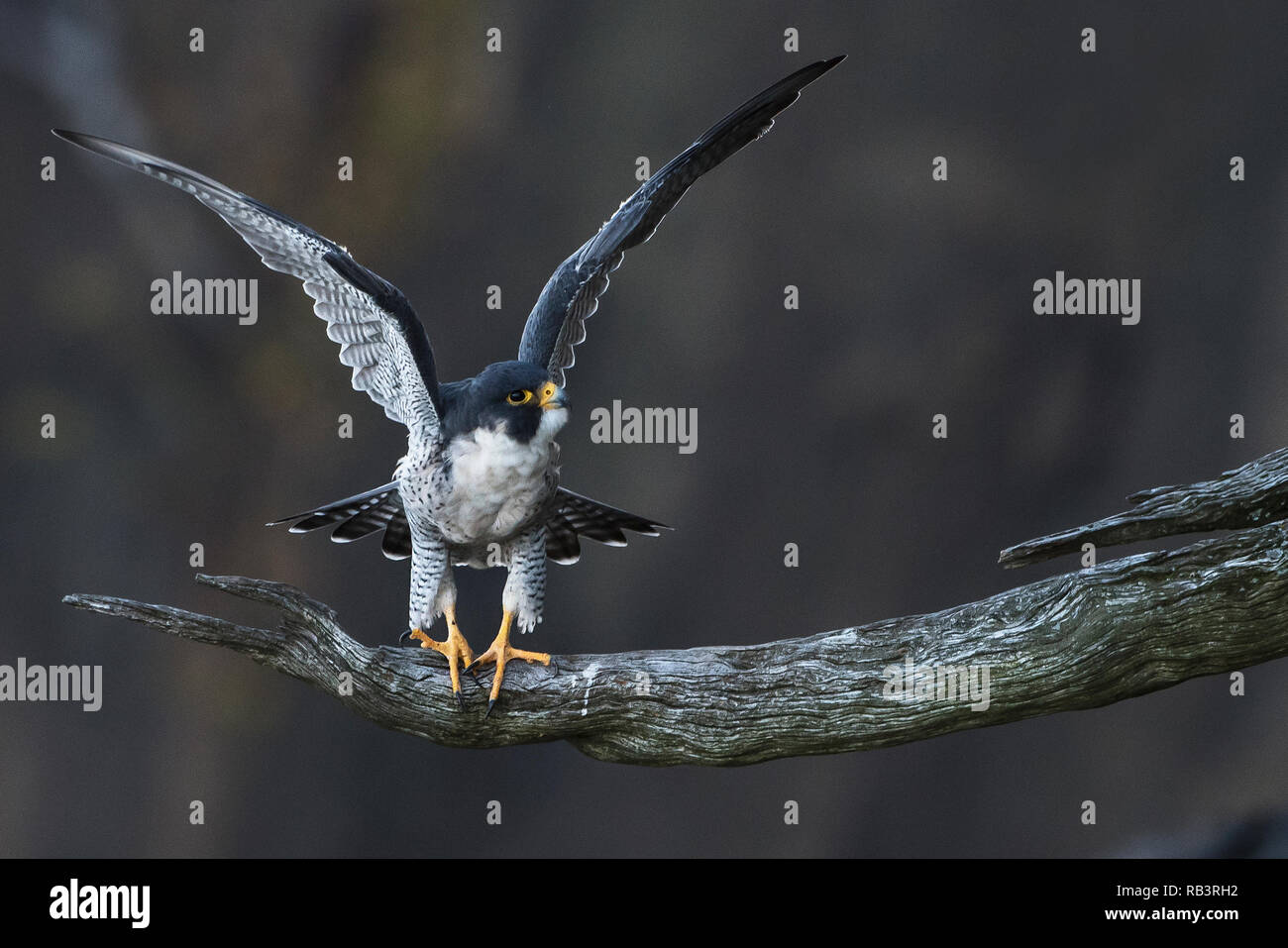 Adult peregrine falcon with raised wings perched on snag Stock Photo