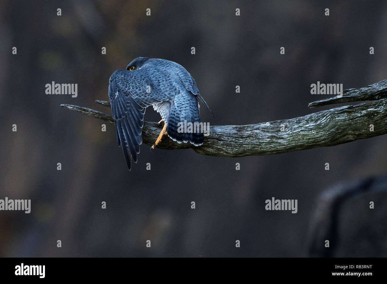Adult peregrine falcon on snag Stock Photo