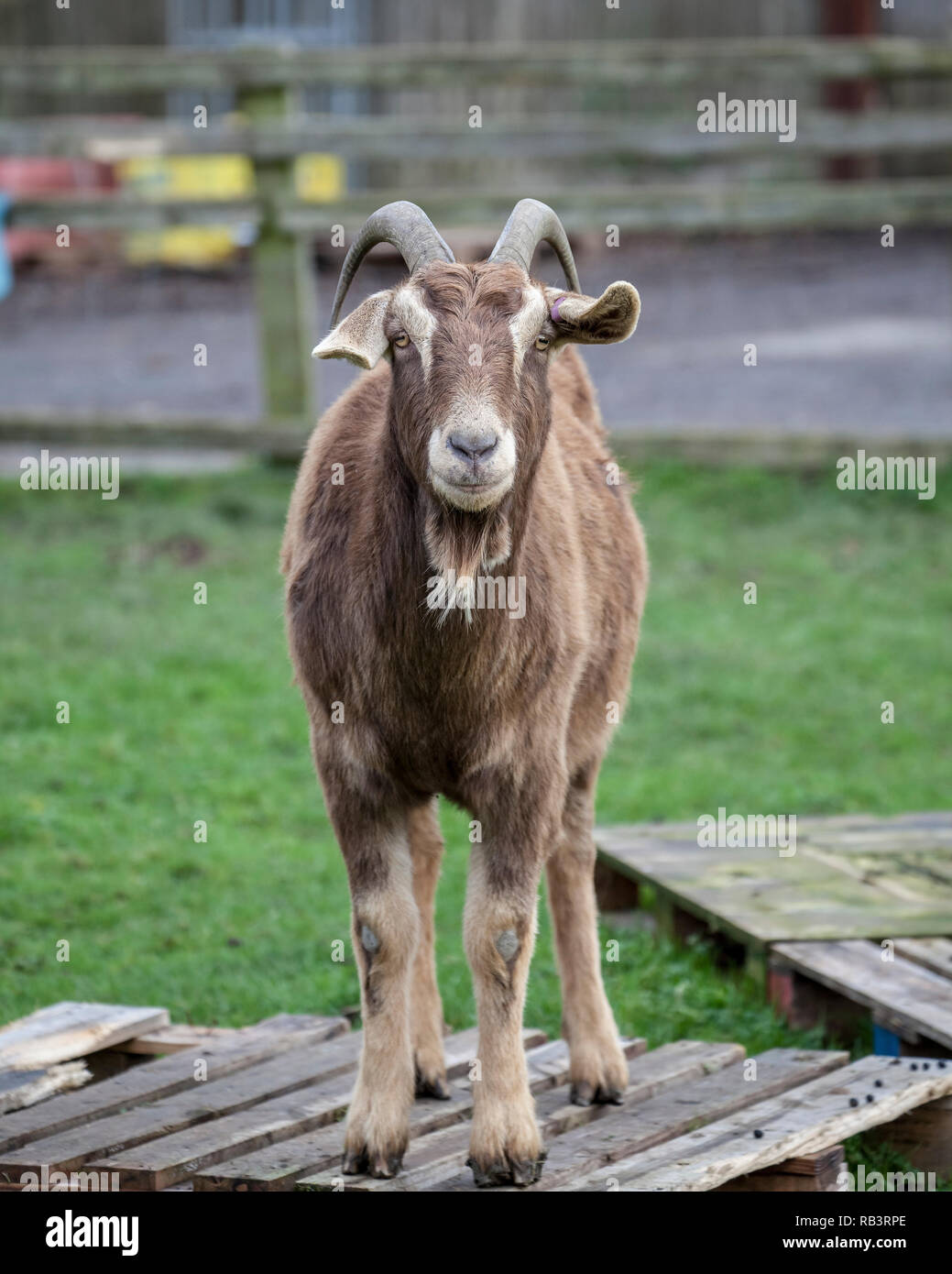 Goats at a farm Stock Photo