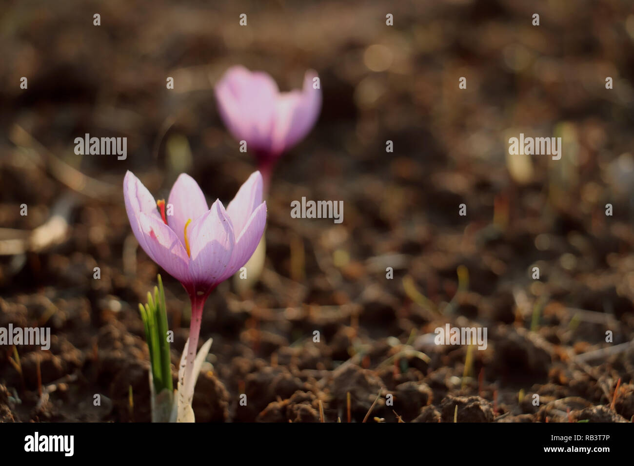 Saffron flower in kashmir hires stock photography and images Alamy