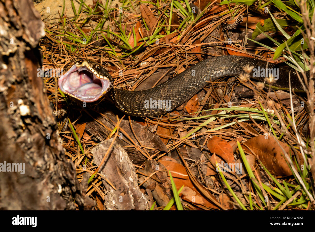 Heterodon Platirhinos Photos and Images