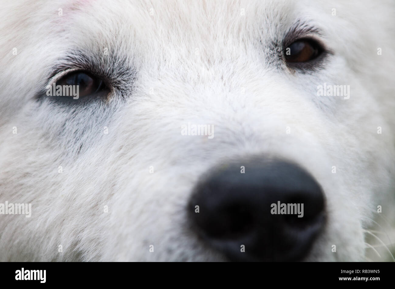 white dog's face closeup Stock Photo Alamy
