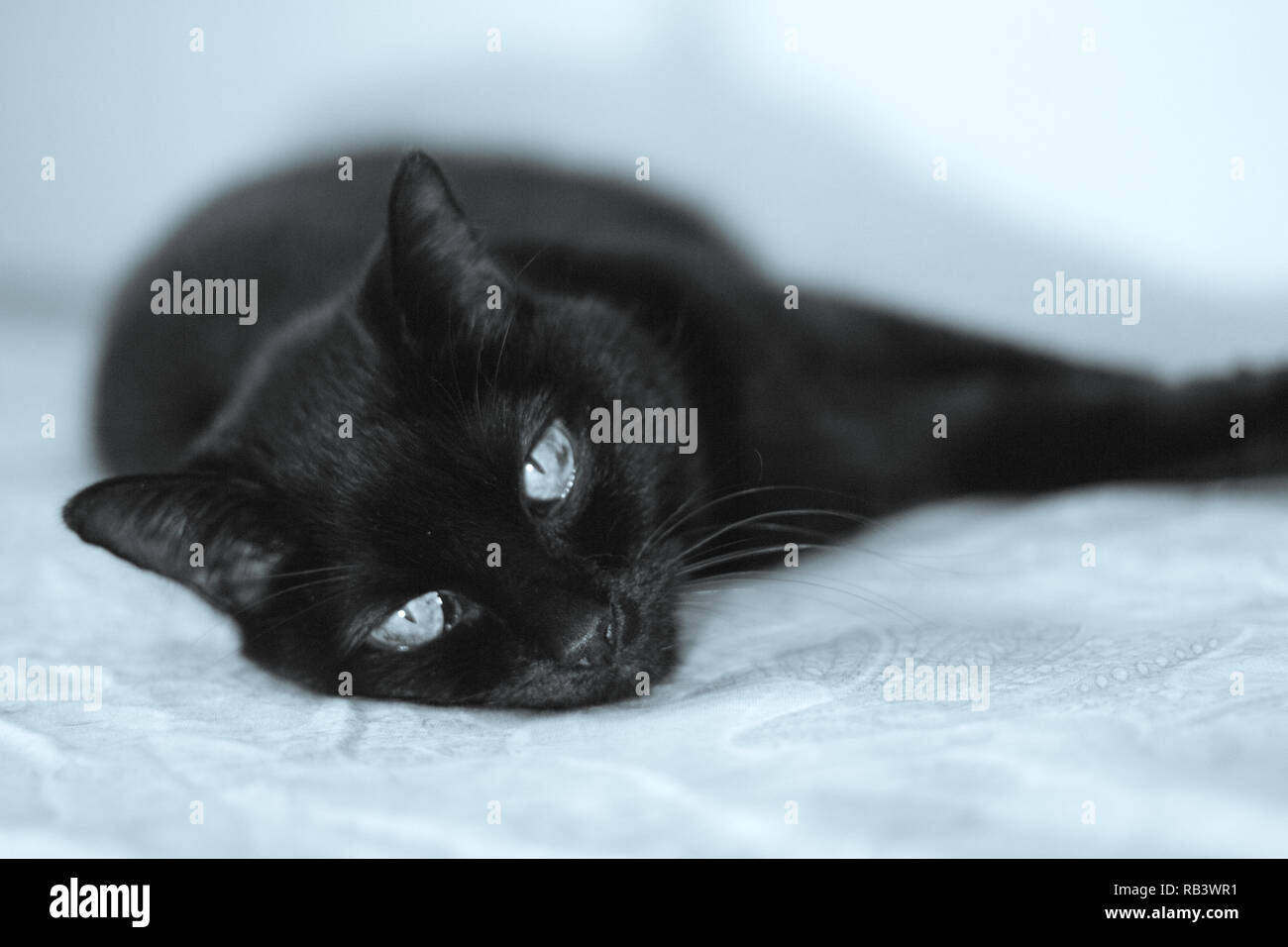 Senior black cat lying on the bed. No people Stock Photo - Alamy