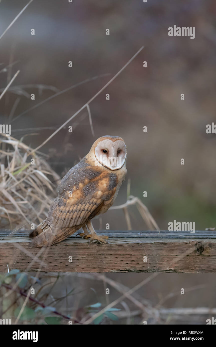 Roosting Barn Owl (Tyto alba) in Washington state Stock Photo Alamy