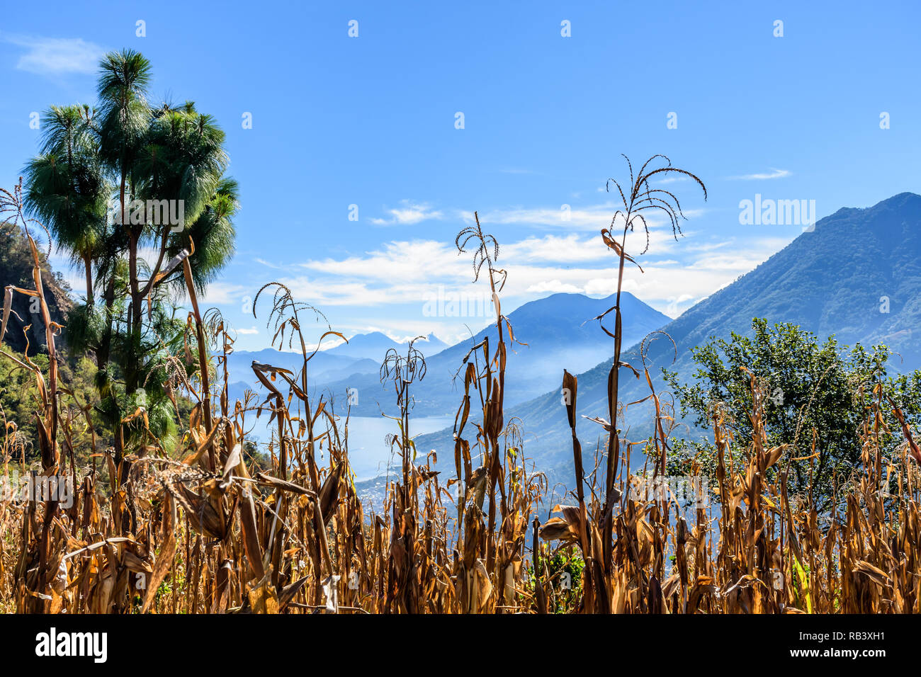 View of Lake Atitlan & 5 volcanoes looking through hilltop maize field in Guatemalan highlands. Stock Photo