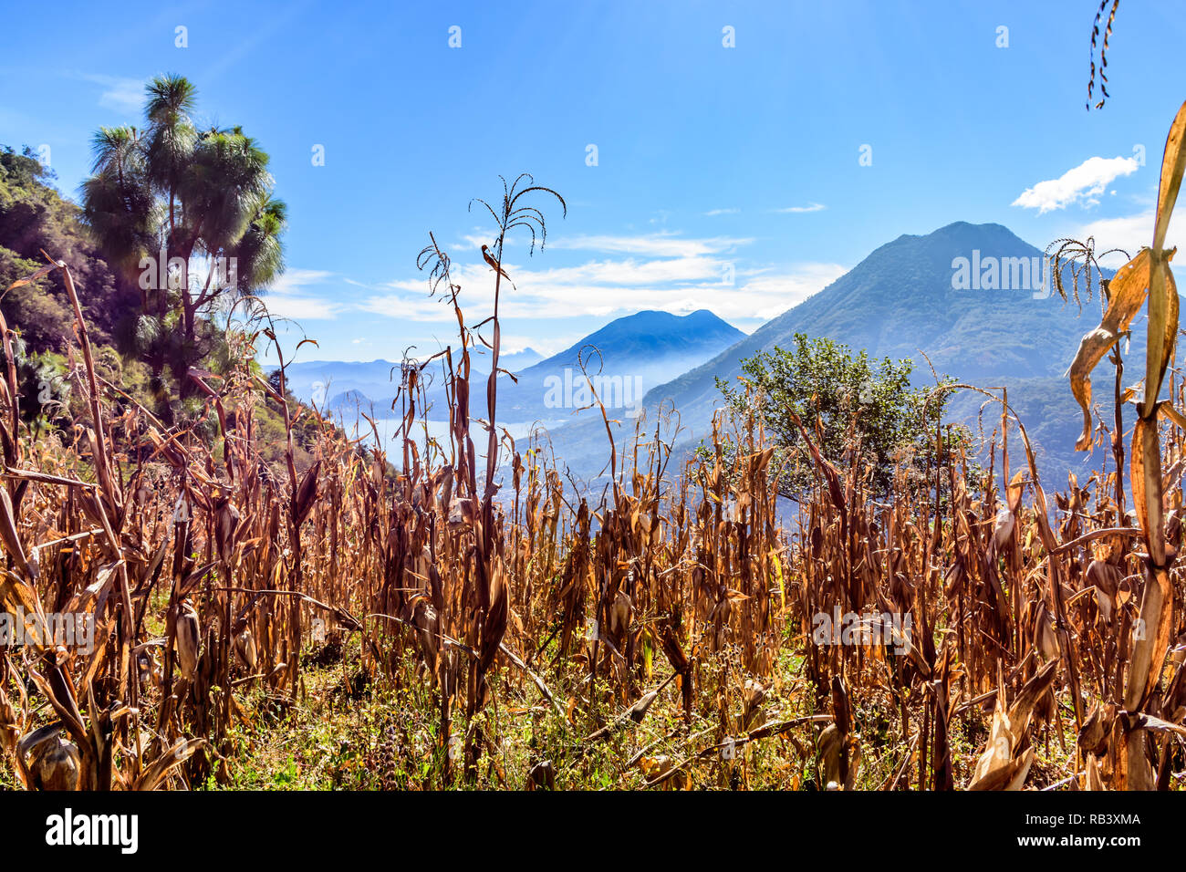 View of Lake Atitlan & 5 volcanoes looking through hilltop maize field in Guatemalan highlands. Stock Photo