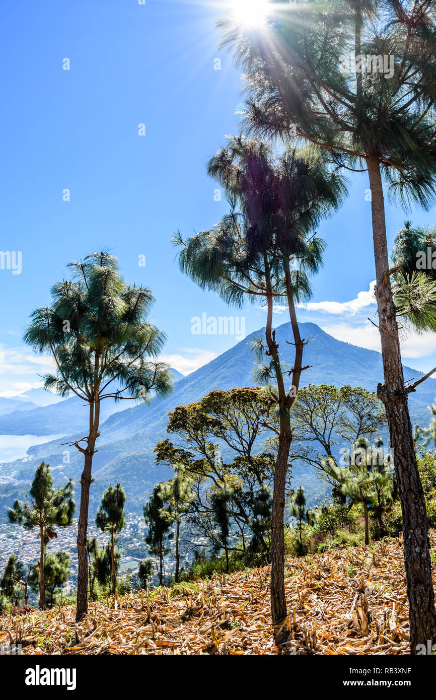 Sunburst through tree & view of Lake Atitlan & 5 volcanoes looking through maize field in Guatemalan highlands. Stock Photo