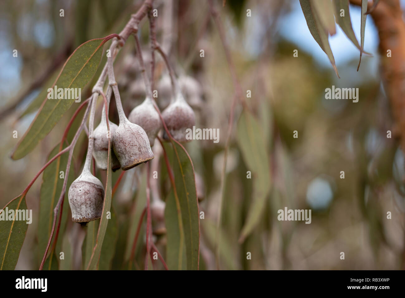 close up of Australian gum nuts from a gum tree, horizontal Stock Photo