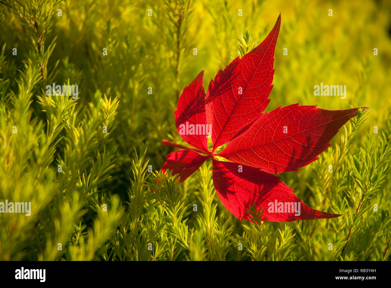 Back lit red maple hi-res stock photography and images - Alamy
