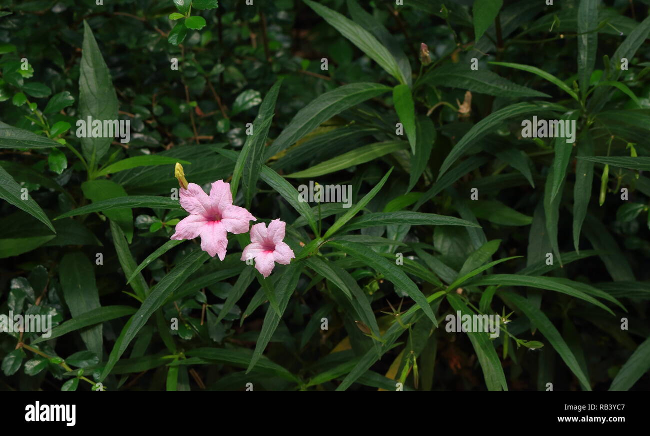 Pandanus Flower High Resolution Stock Photography and Images Alamy