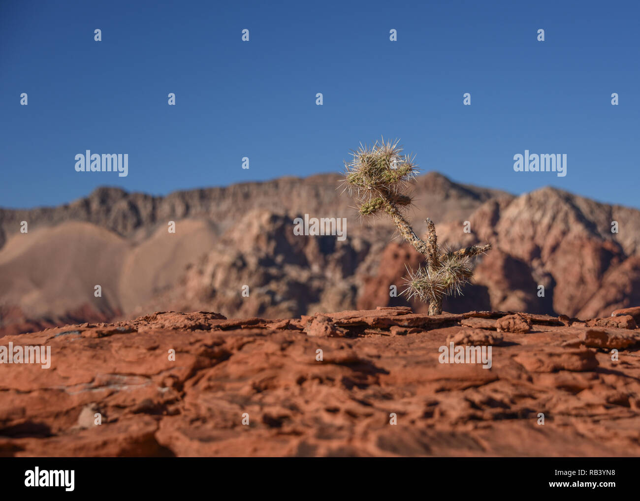 Little Finland, Gold Butte National Monument, Southern Nevada, USA Stock Photo