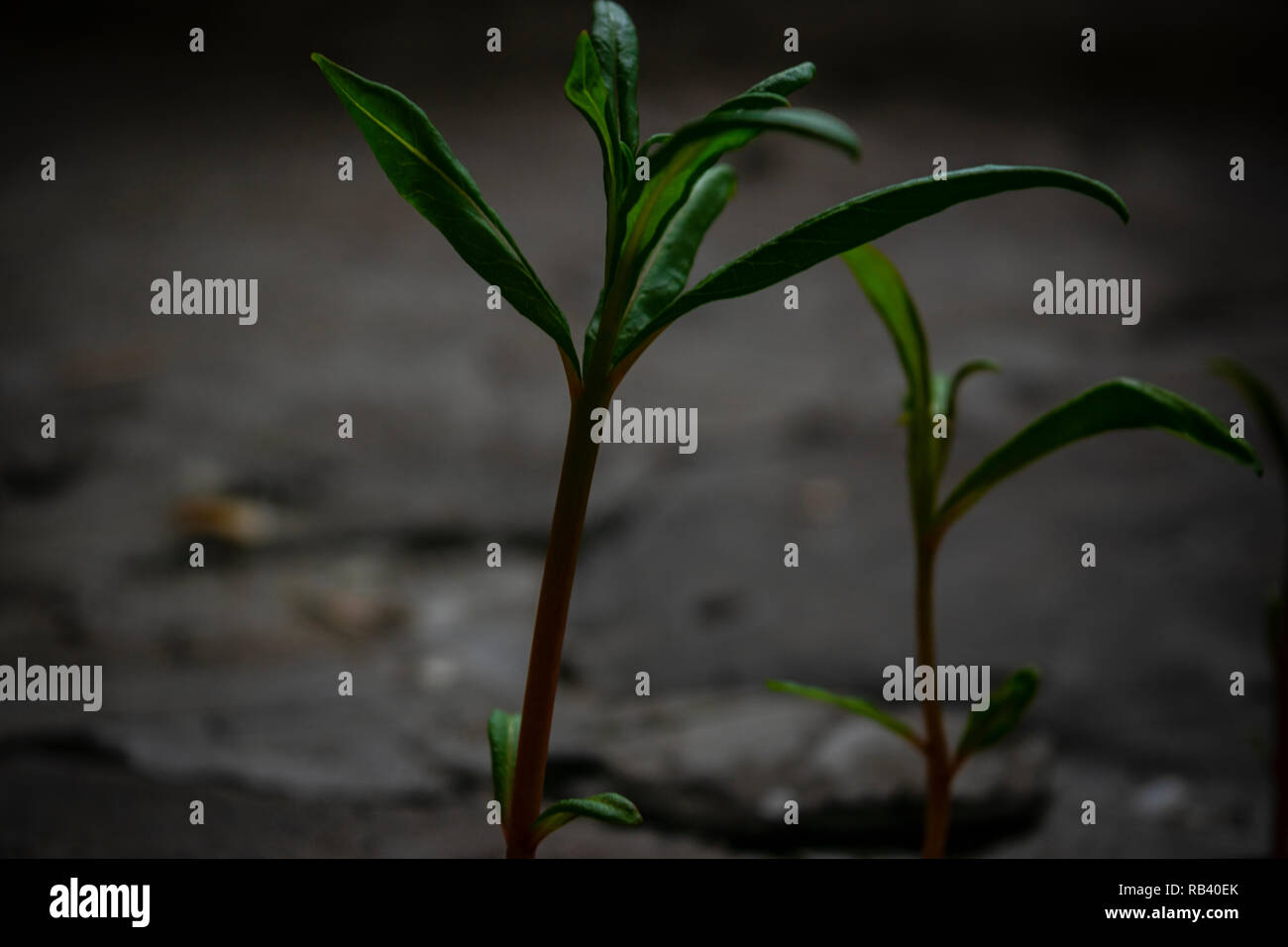 Plant Ecology (The Green World)