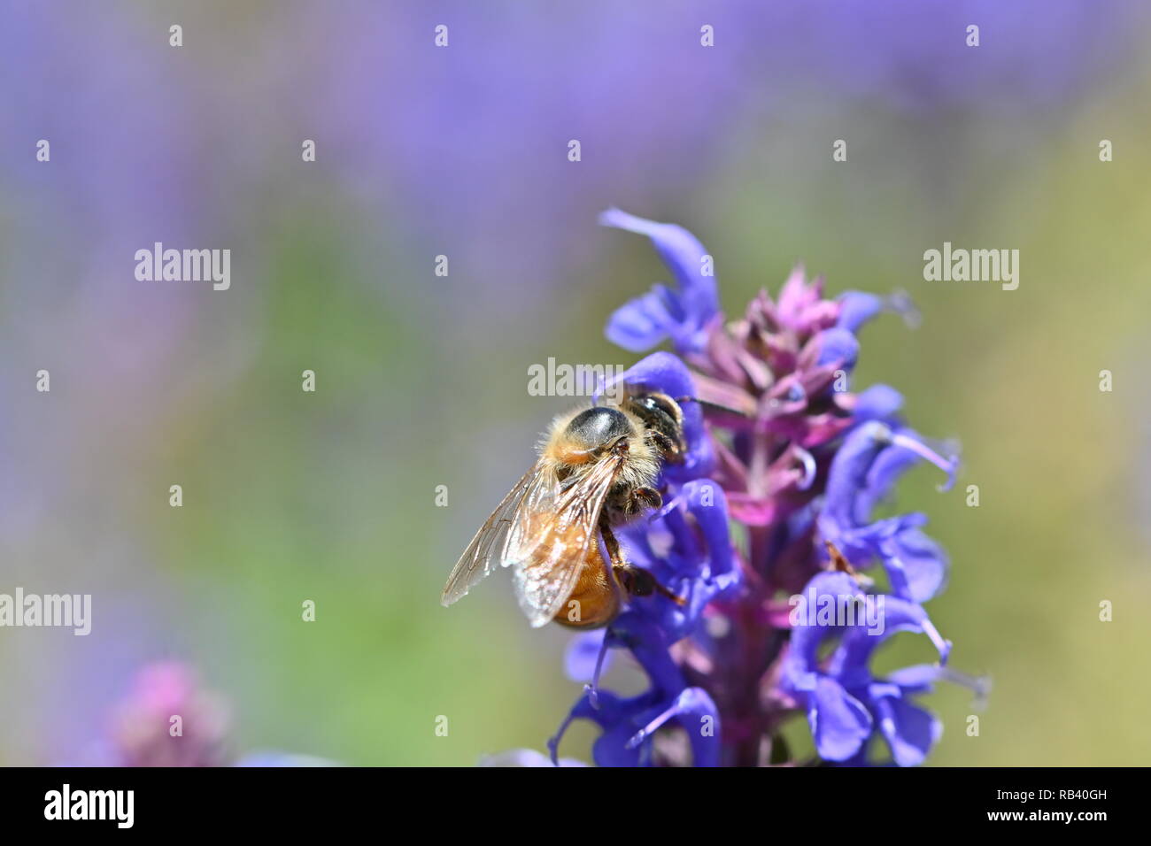 Salvia sylvestris blauhugel hi-res stock photography and images - Alamy