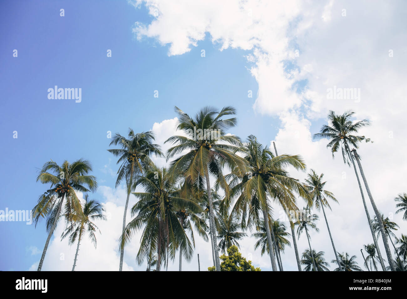 Palm tree at sea with the blue sky Stock Photo - Alamy