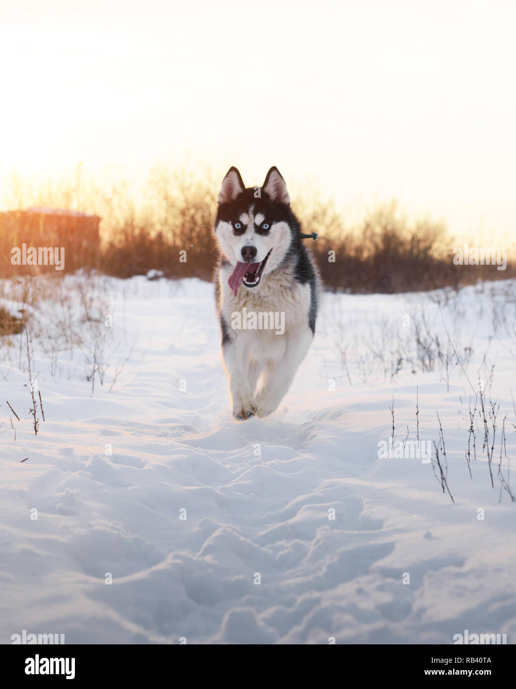 Siberian husky dog playing on winter field. Happy puppy in fluffy snow. Animal photography Stock Photo