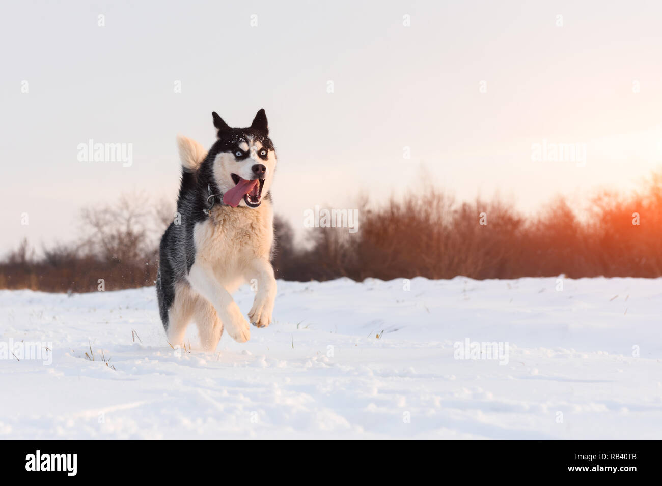 Siberian husky and jack russel terrier dogs playing on winter field. Happy puppys in fluffy snow. Animal photography Stock Photo