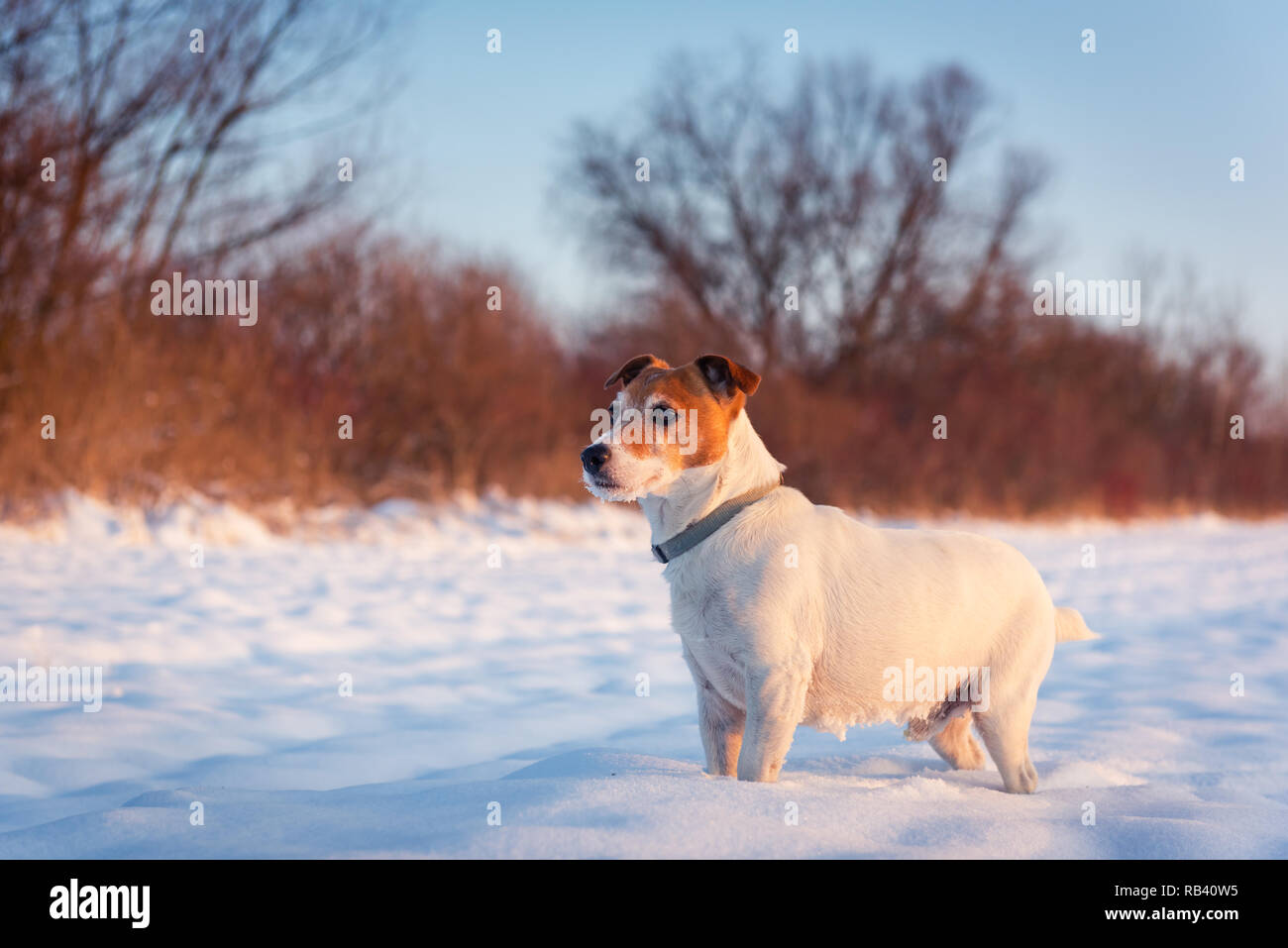 White jack russel terrier puppy on snowy field. Adult dog with serious gaze Stock Photo