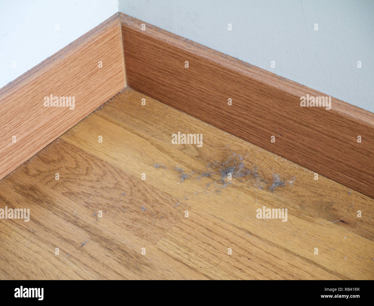 Dust and hairs on the laminate floor in the corner and on baseboard. Dustbunnies. Stock Photo
