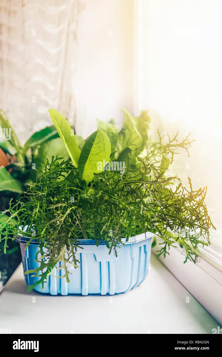 Lettuce grows on the window in a plastic container Stock Photo Alamy