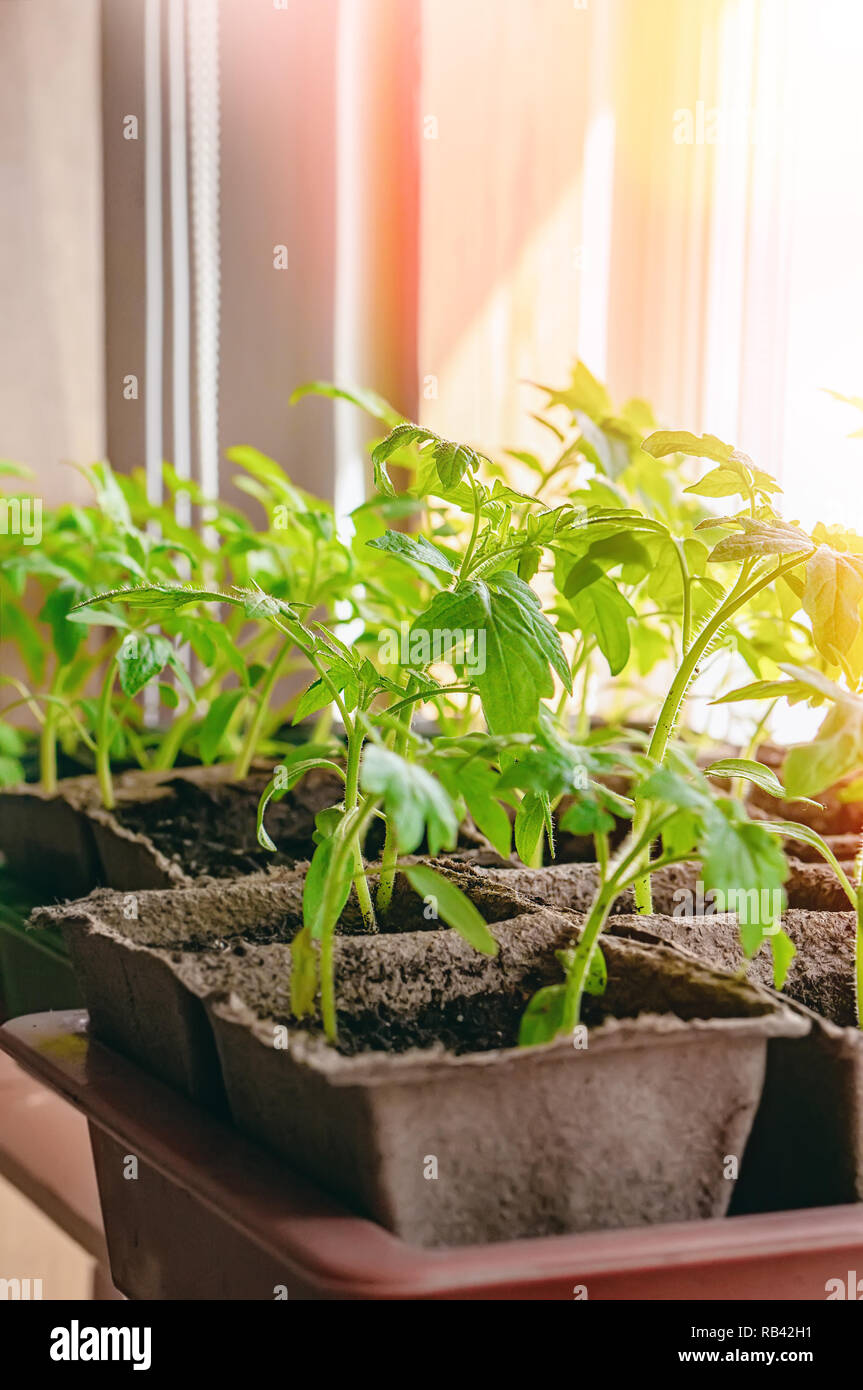 Growing tomato seedlings on the windowsill in peat pots Stock Photo Alamy
