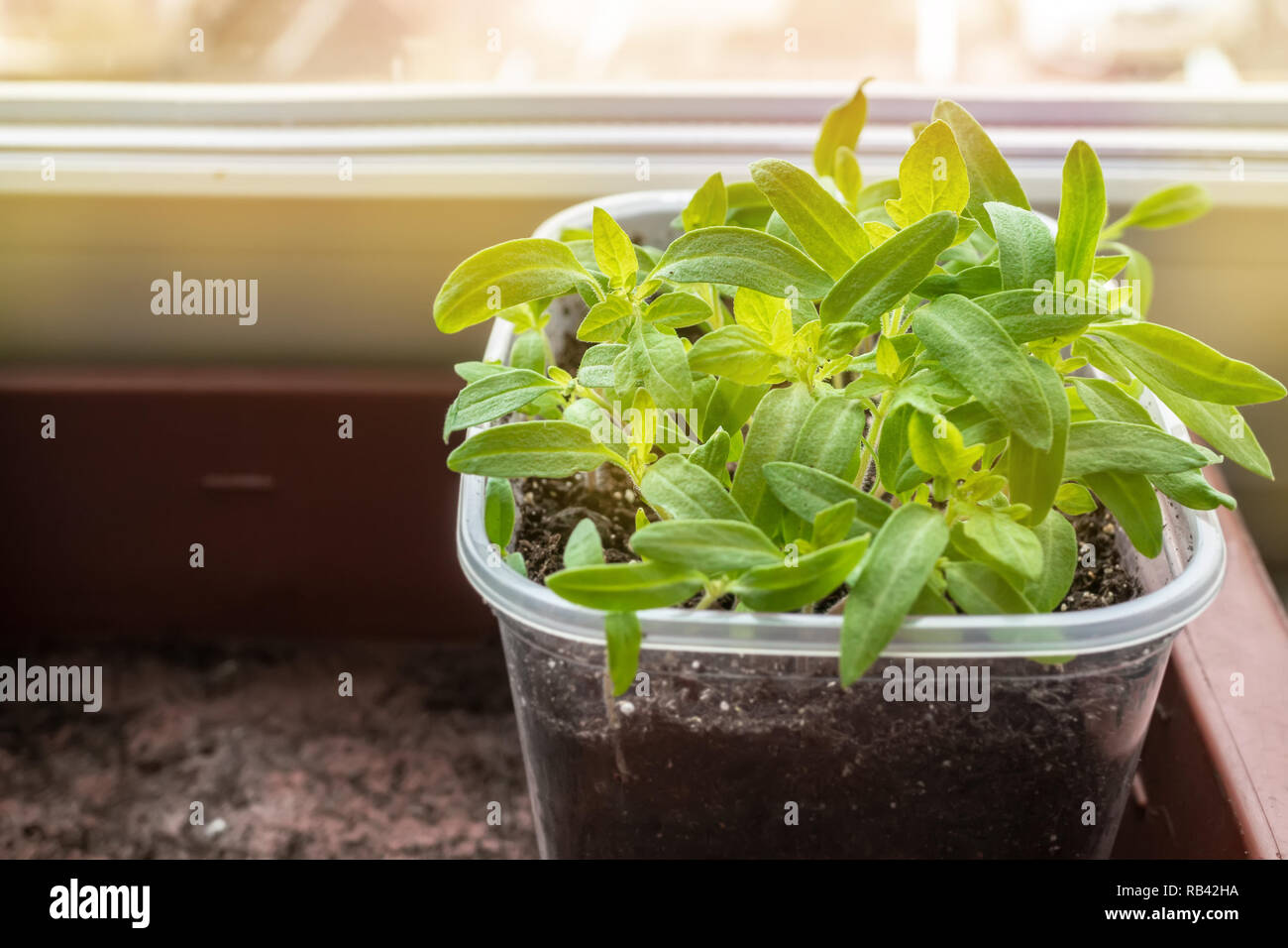 Growing seedlings of tomatoes and peppers on the windowsill in plastic