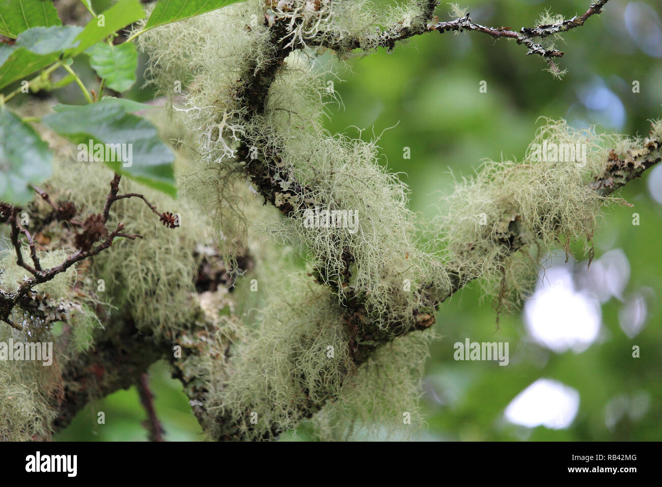 Close up image of Old man’s beard lichen (Usnea filipendula), growing outdoors on a tree in a natural setting. Stock Photo