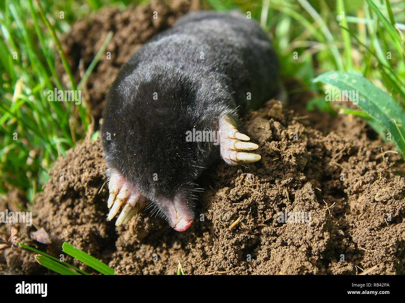 Mole animal hi-res stock photography and images - Alamy Mole animal hi-res stock photography and images - Alamy