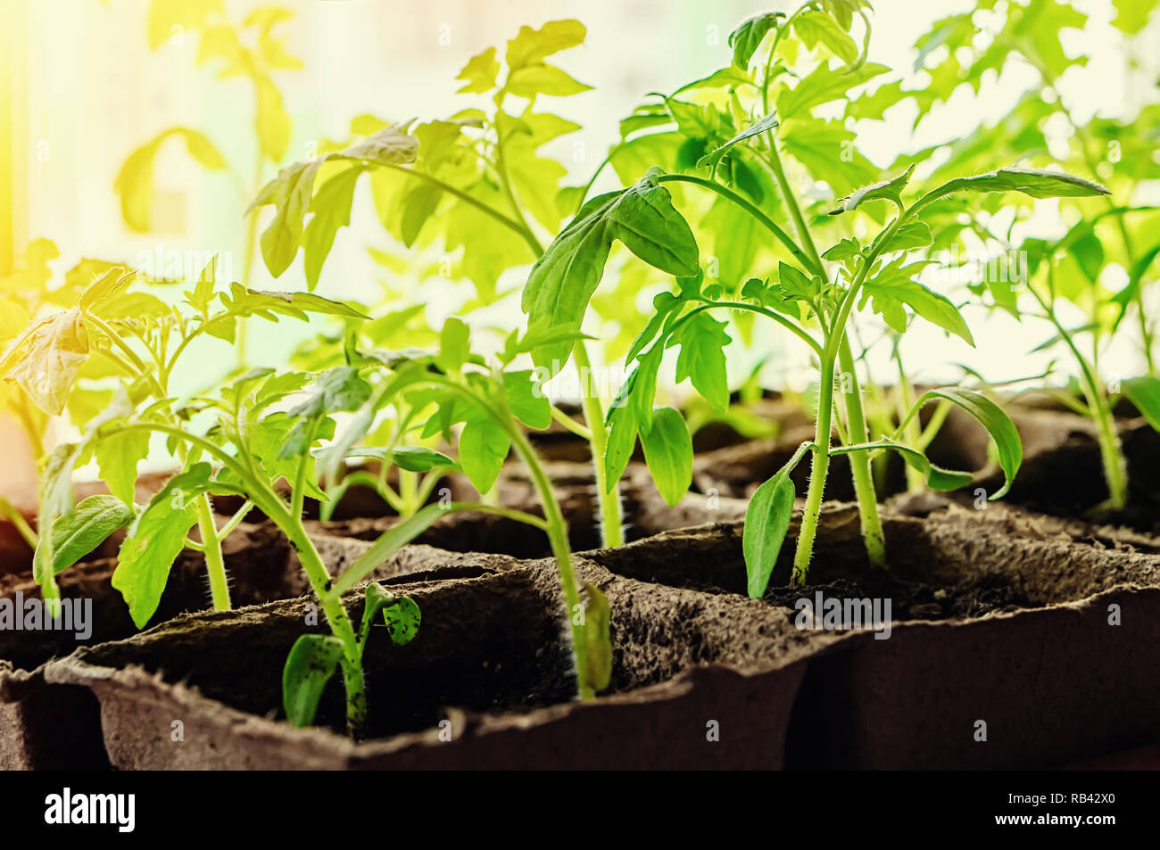 Growing tomato seedlings on the windowsill in peat pots Stock Photo Alamy