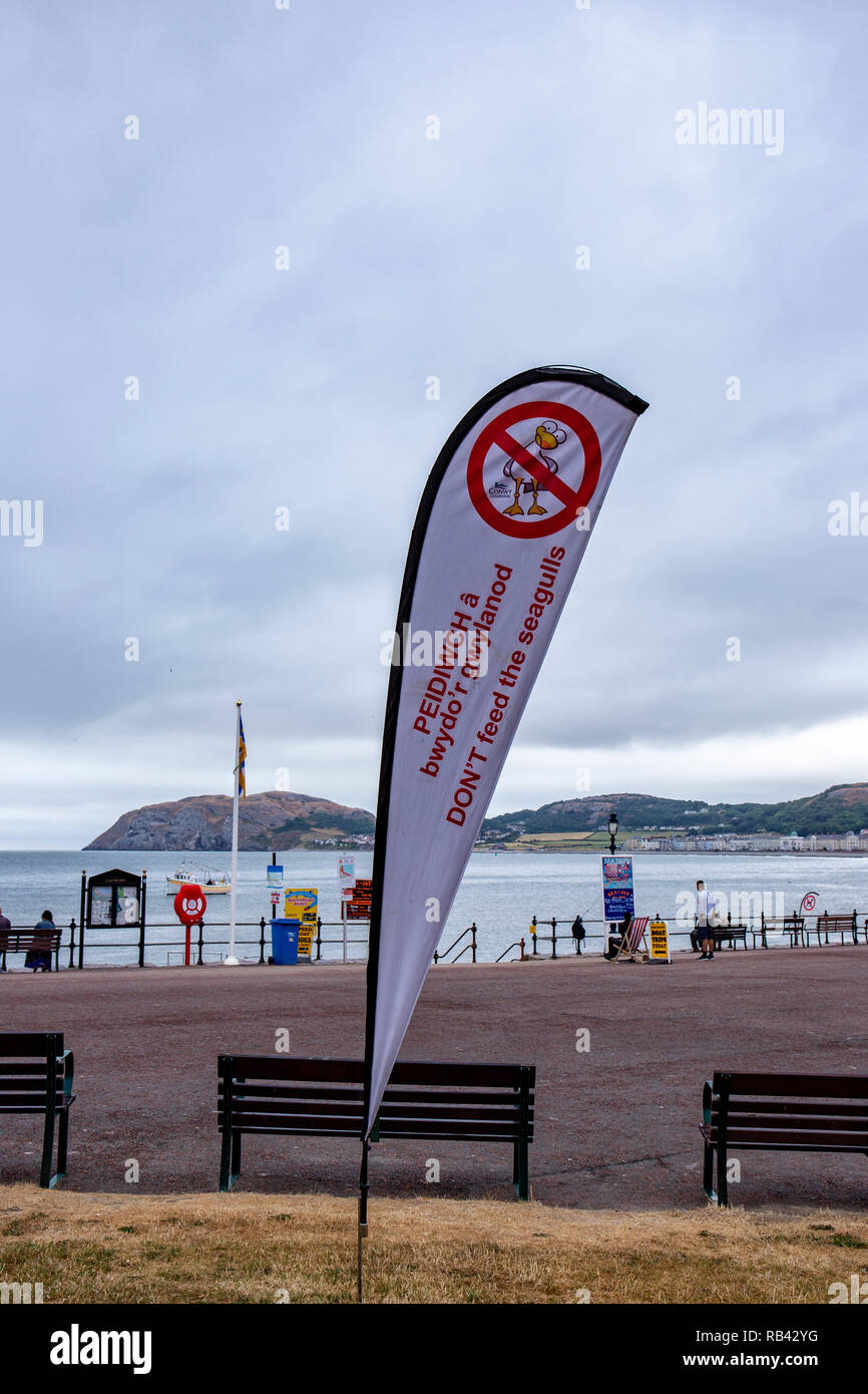 Flag saying 'Don't feed the seagulls' on the beach and promenade in Llandudno Wales UK Stock Photo