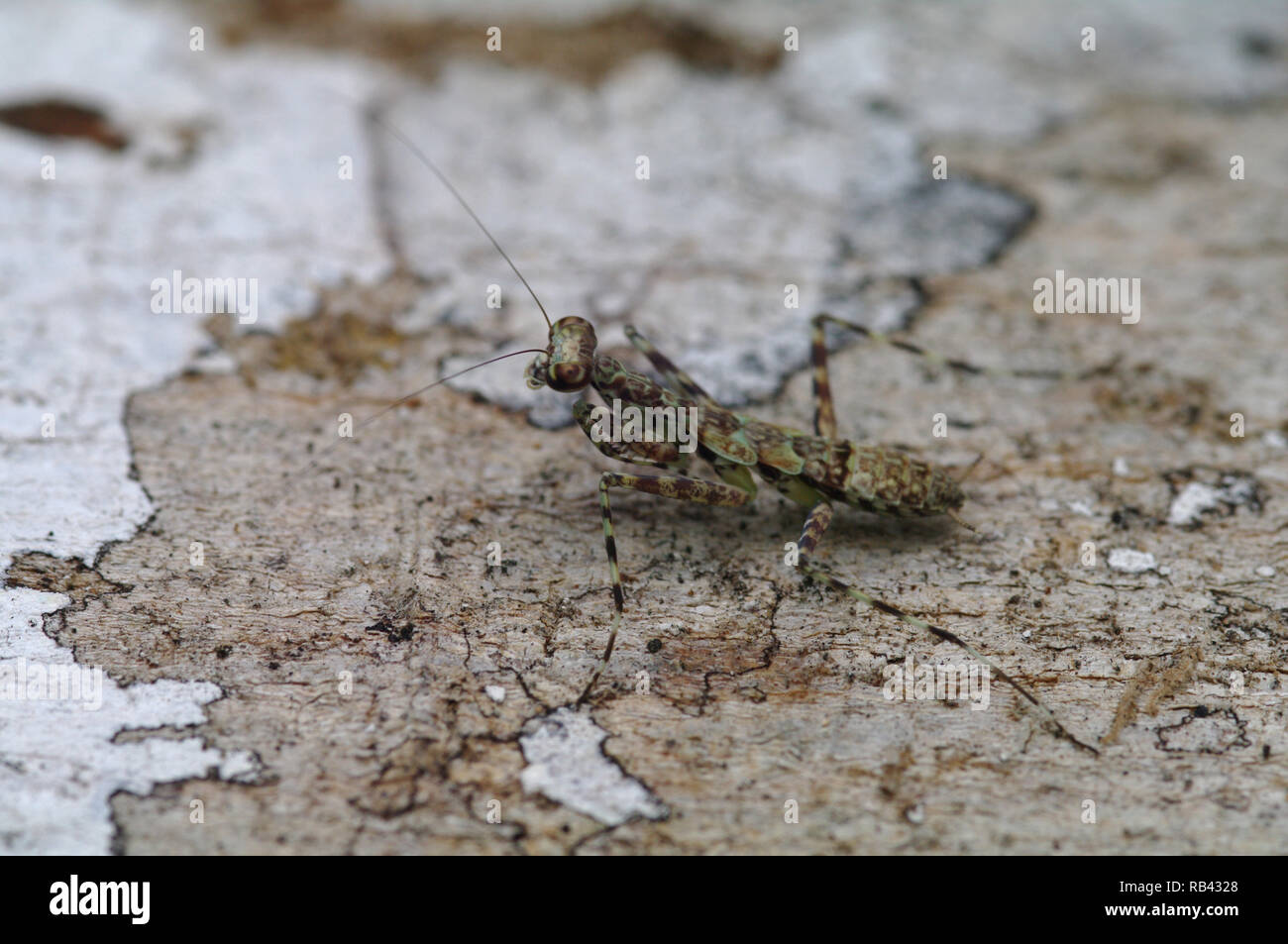 An unidentified mantis from the Ecuadorean rainforest. Stock Photo