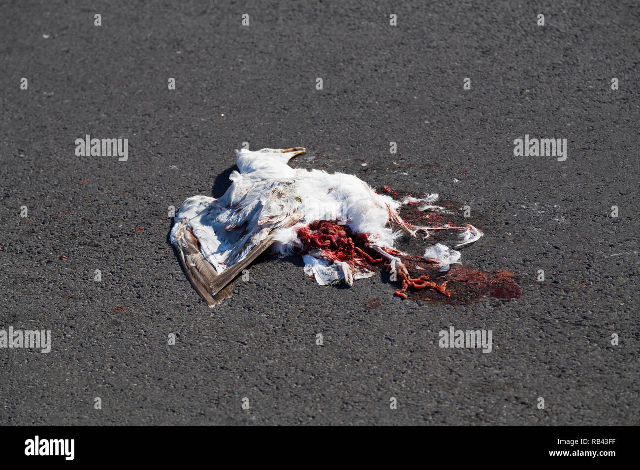 Seagull Roadkill. Stock Photo