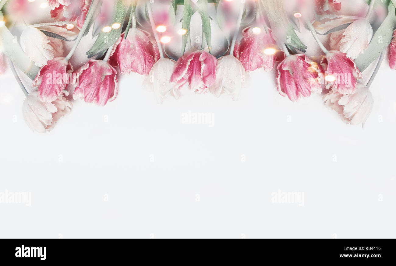 Lovely pastel color tulips border on white background with bokeh