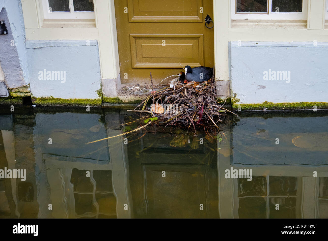 Coot family build their nest of waste material in front of the door of a canal house in Delft, Netherlands. Stock Photo