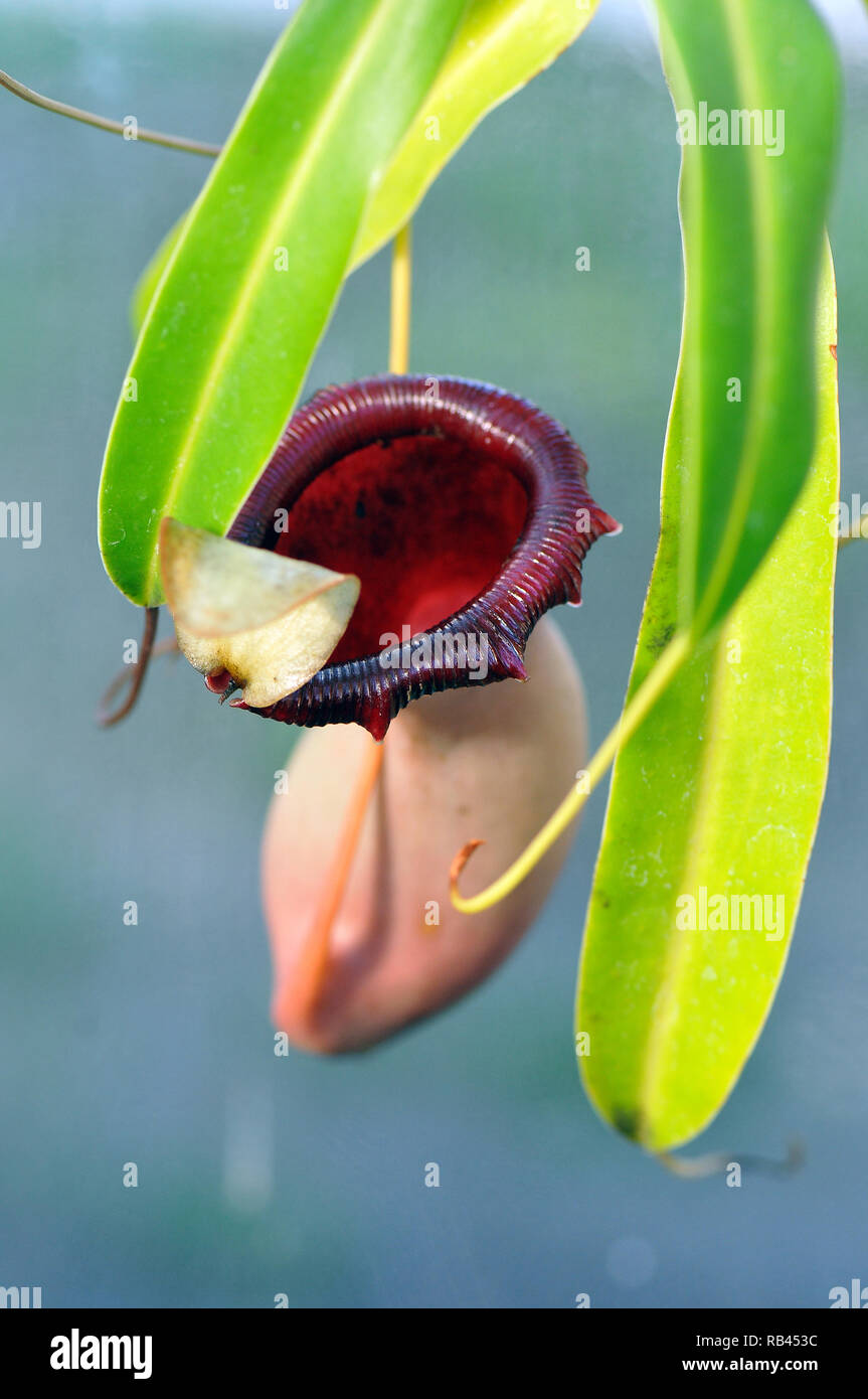 tropical pitcher plant, Kannenpflanze, kancsóka, Nepenthes sp. Stock Photo